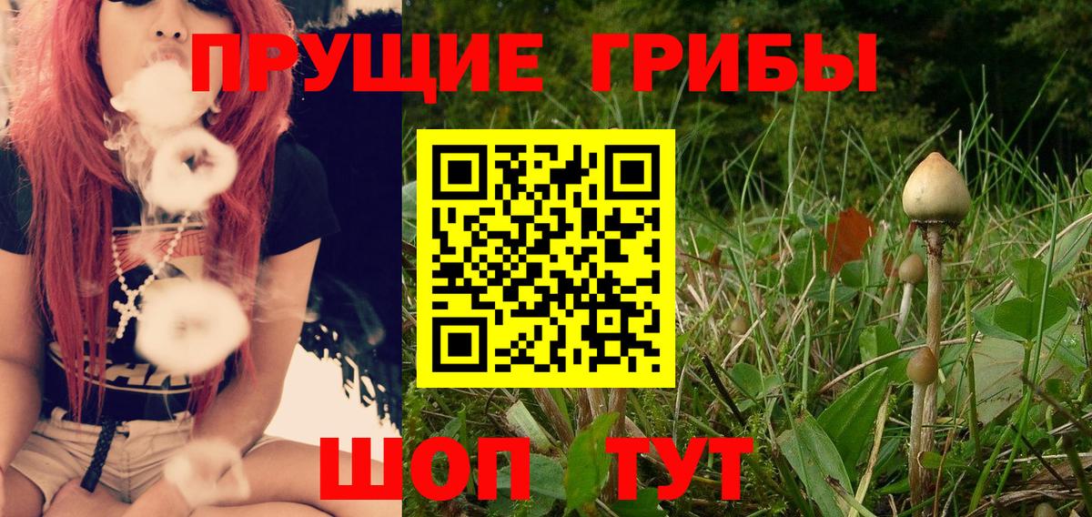 Карабулак  Псилоцибиновые грибы Cubensis  Вход с VPN 